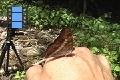 Scene_41e_Nymphalidae on my Hand